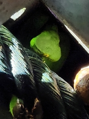 Trimeresurus nebularis