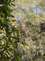 Trichosurus johnstonii