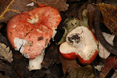 Russula silvestris