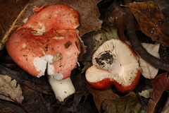 Russula silvestris