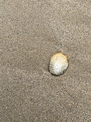 Cellana tramoserica