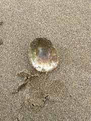 Cellana tramoserica