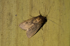 Bityla defigurata