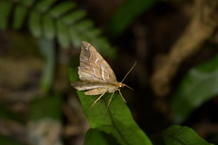 Chalastra aristarcha