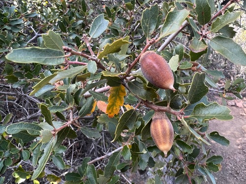 Quercus berberidifolia × douglasii