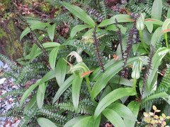 Pterostylis australis
