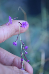 Cyphomeris gypsophiloides