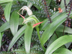 Pterostylis australis