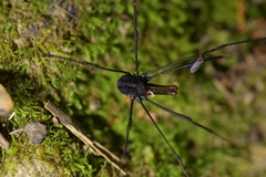 Forsteropsalis inconstans