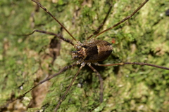 Forsteropsalis inconstans