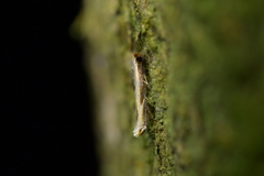 Erechthias charadrota