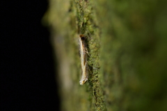 Erechthias charadrota