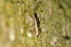 Erechthias charadrota