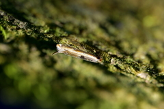 Erechthias charadrota