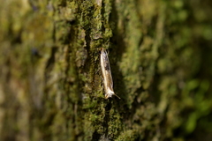 Erechthias charadrota