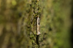 Erechthias charadrota