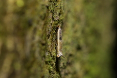 Erechthias charadrota