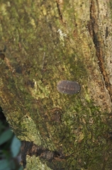 Armadillidae