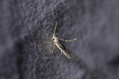 Stathmopoda horticola