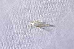Stathmopoda horticola