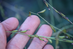 Cyphomeris gypsophiloides