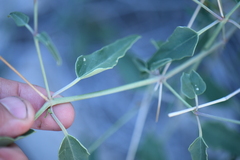 Cyphomeris gypsophiloides