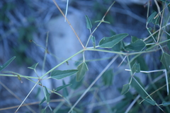 Cyphomeris gypsophiloides