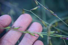 Cyphomeris gypsophiloides