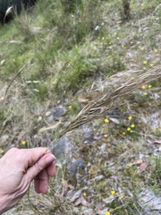 Austrostipa mollis