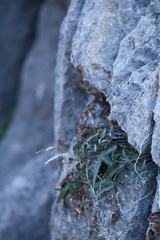 Passiflora tenuiloba
