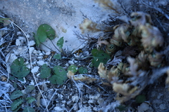 Mimophytum alienoides