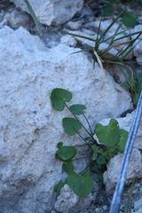 Mimophytum alienoides