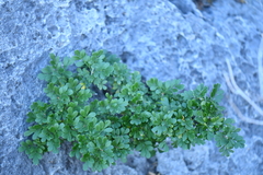 Fraxinus greggii