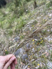 Austrostipa mollis