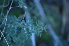 Pomaria melanosticta
