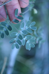 Pomaria melanosticta