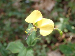 Commelineae