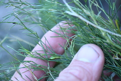Carlowrightia linearifolia
