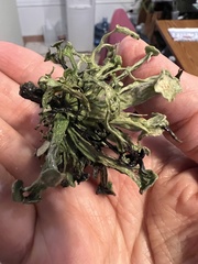 Ramalina leptocarpha