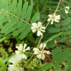 Acaciella angustissima