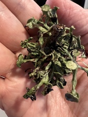 Ramalina leptocarpha