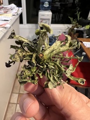 Ramalina leptocarpha