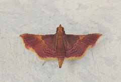 Endotricha mesenterialis