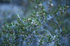 Purshia ericifolia