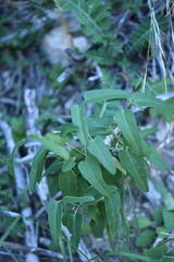 Cyphomeris gypsophiloides
