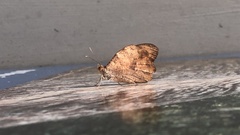 Heteronympha mirifica