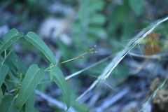 Cyphomeris gypsophiloides