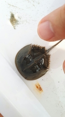 Tachypleus tridentatus