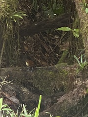 Grallaria flavotincta