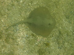 Trygonoptera testacea